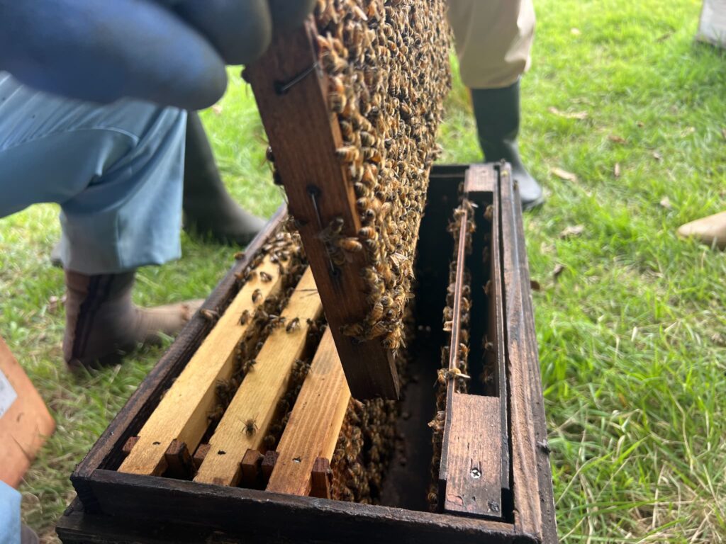 巣枠を確認するみつばちの輪の養蜂家